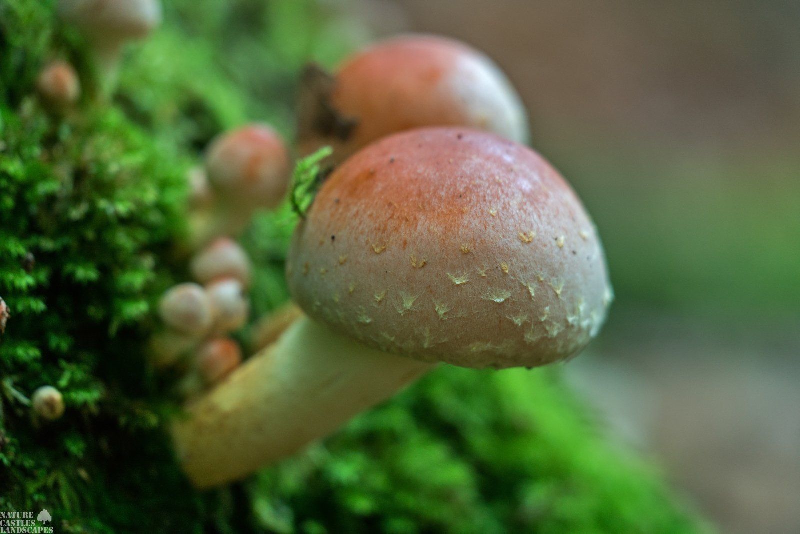 fungus and moos