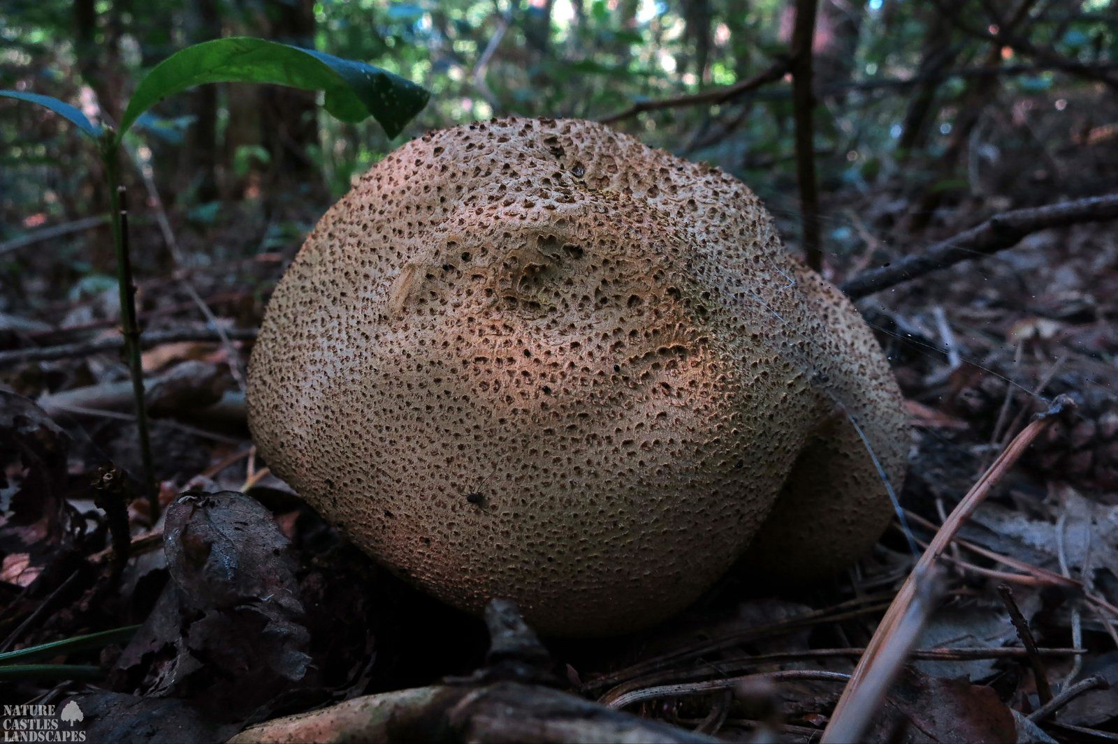 Scleroderma citrinum fungus