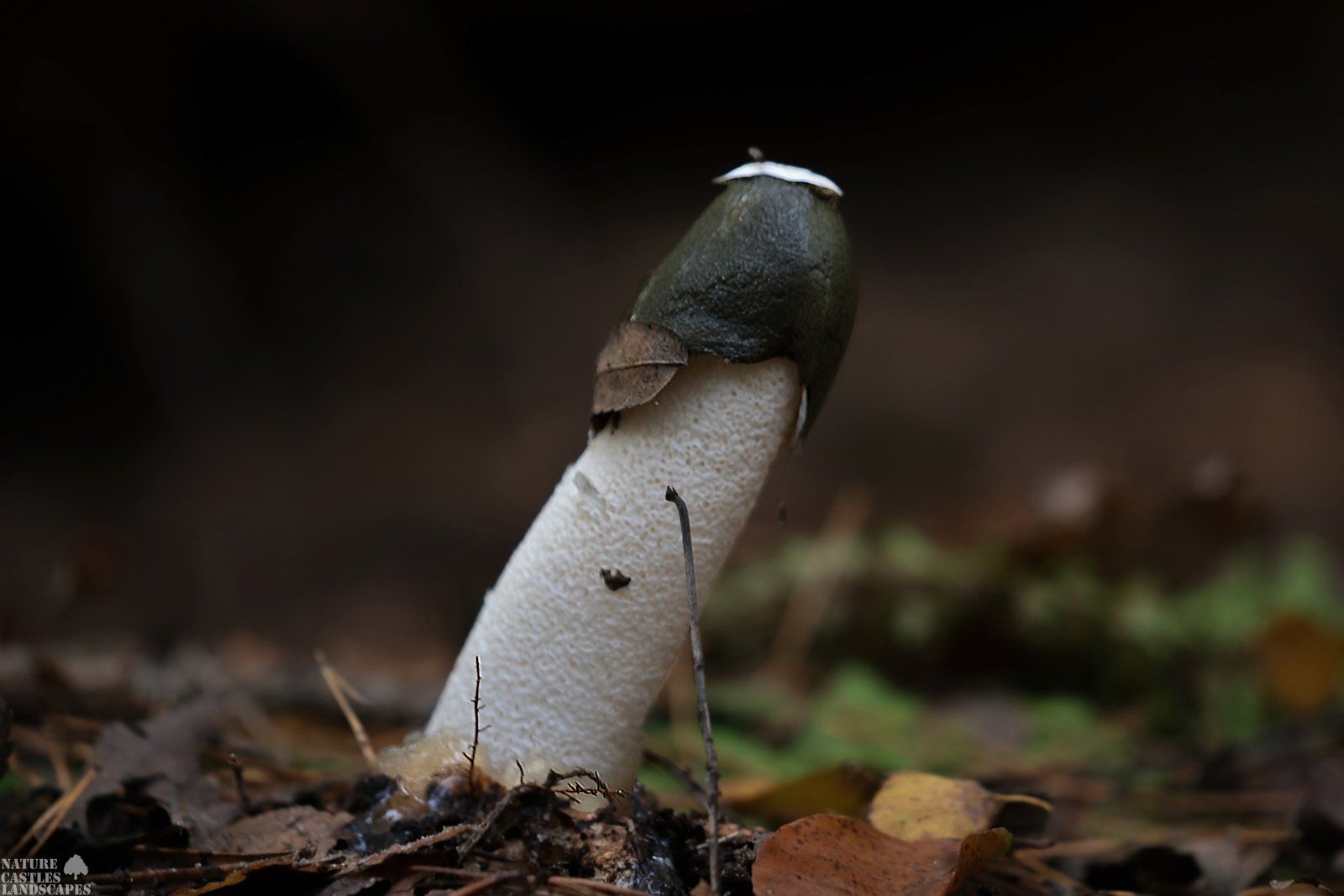 white fungus