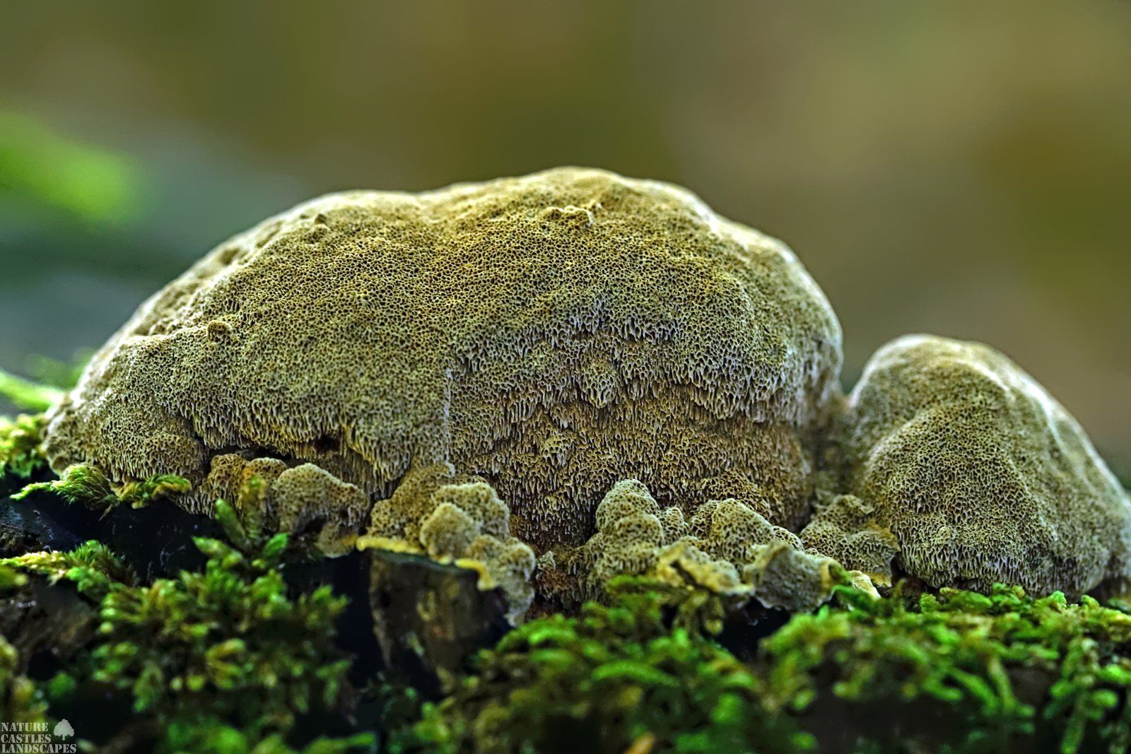 special fungus
