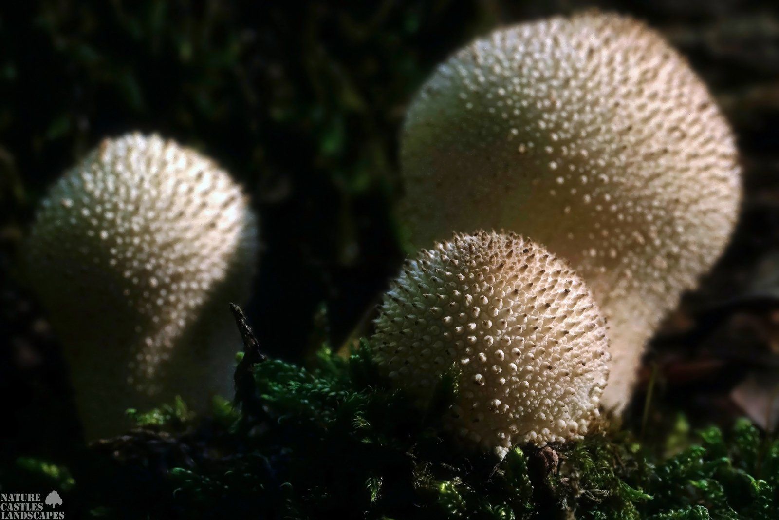 Lycoperdon perlatum fungus