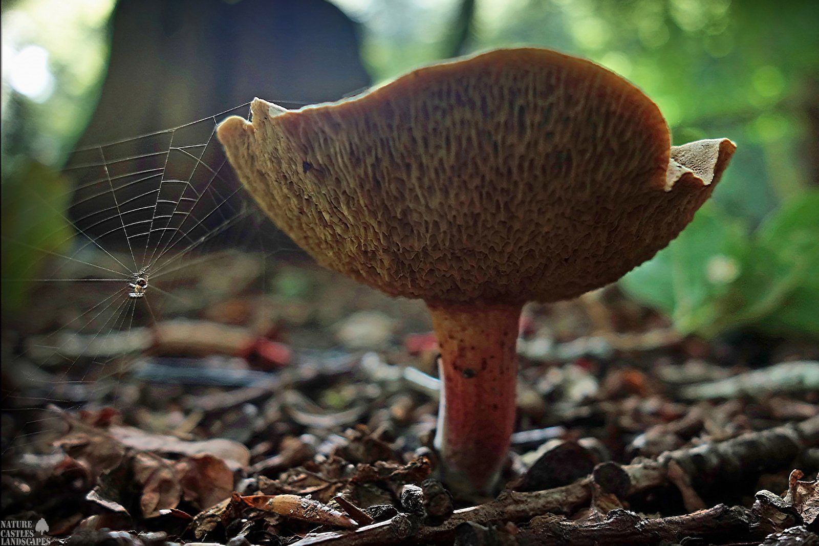 fungus and spider
