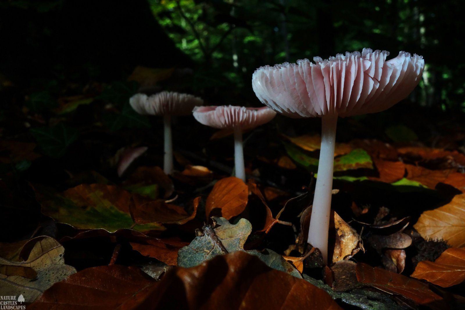 three pink fungus in the foliage