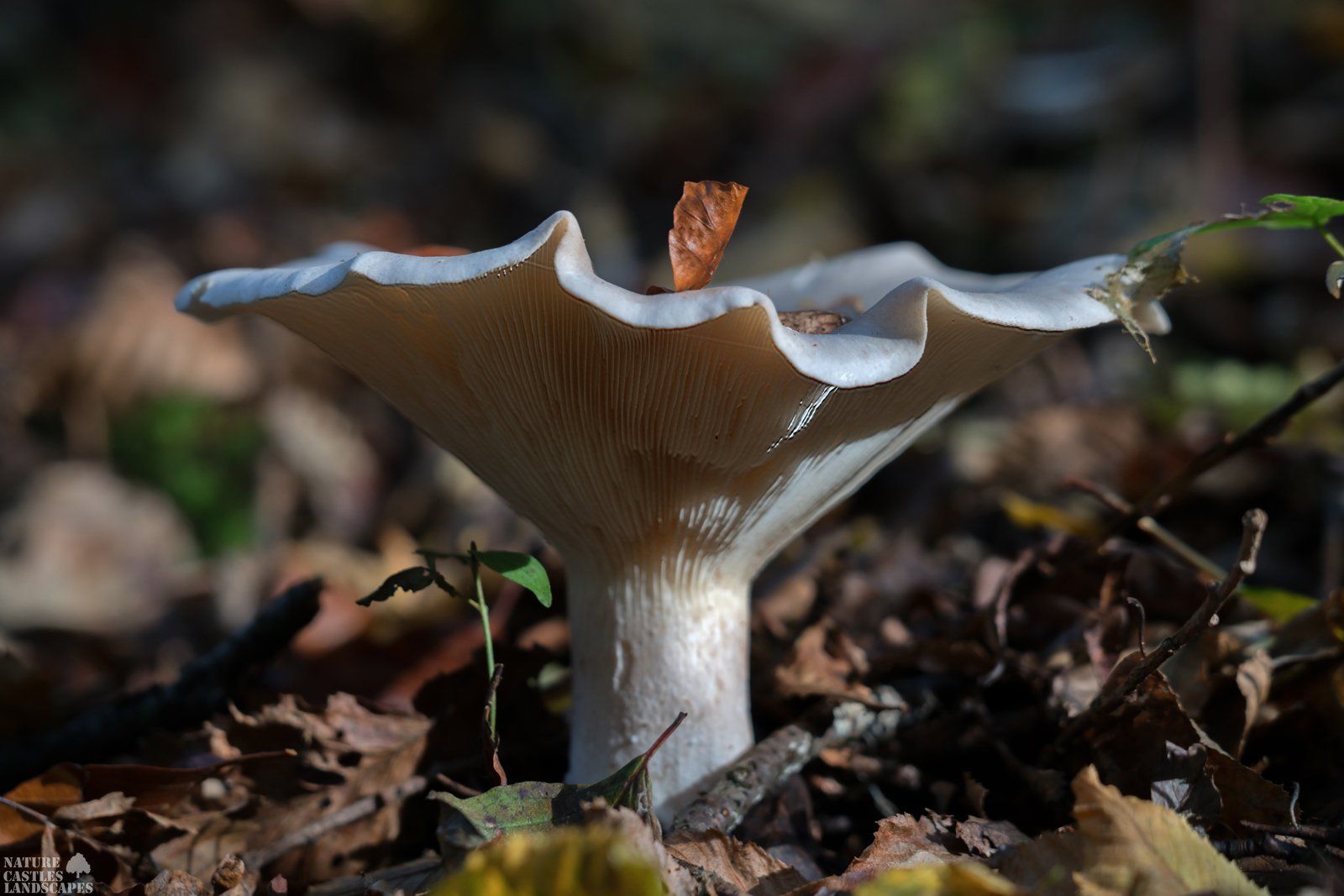 fungus in the foliage