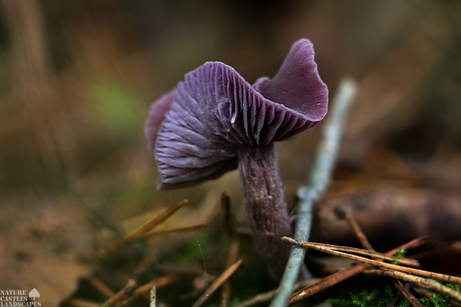 purple fungus in the foliage