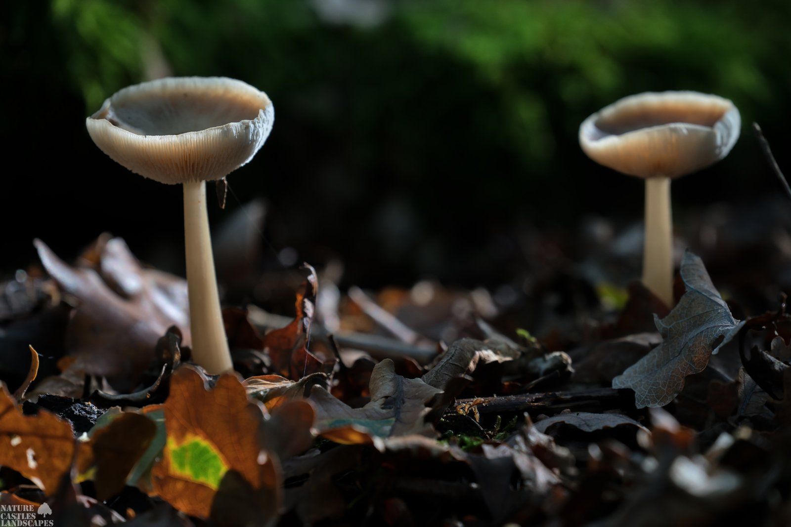 white fungus in the foliage