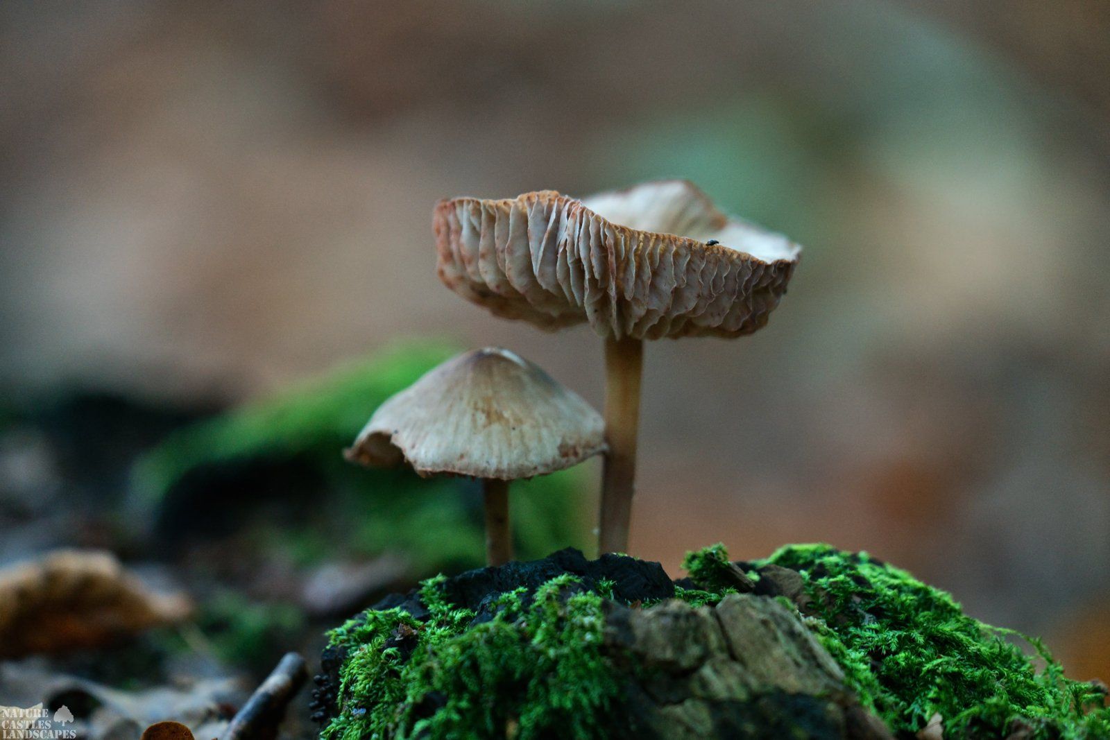 fungus on a trunk