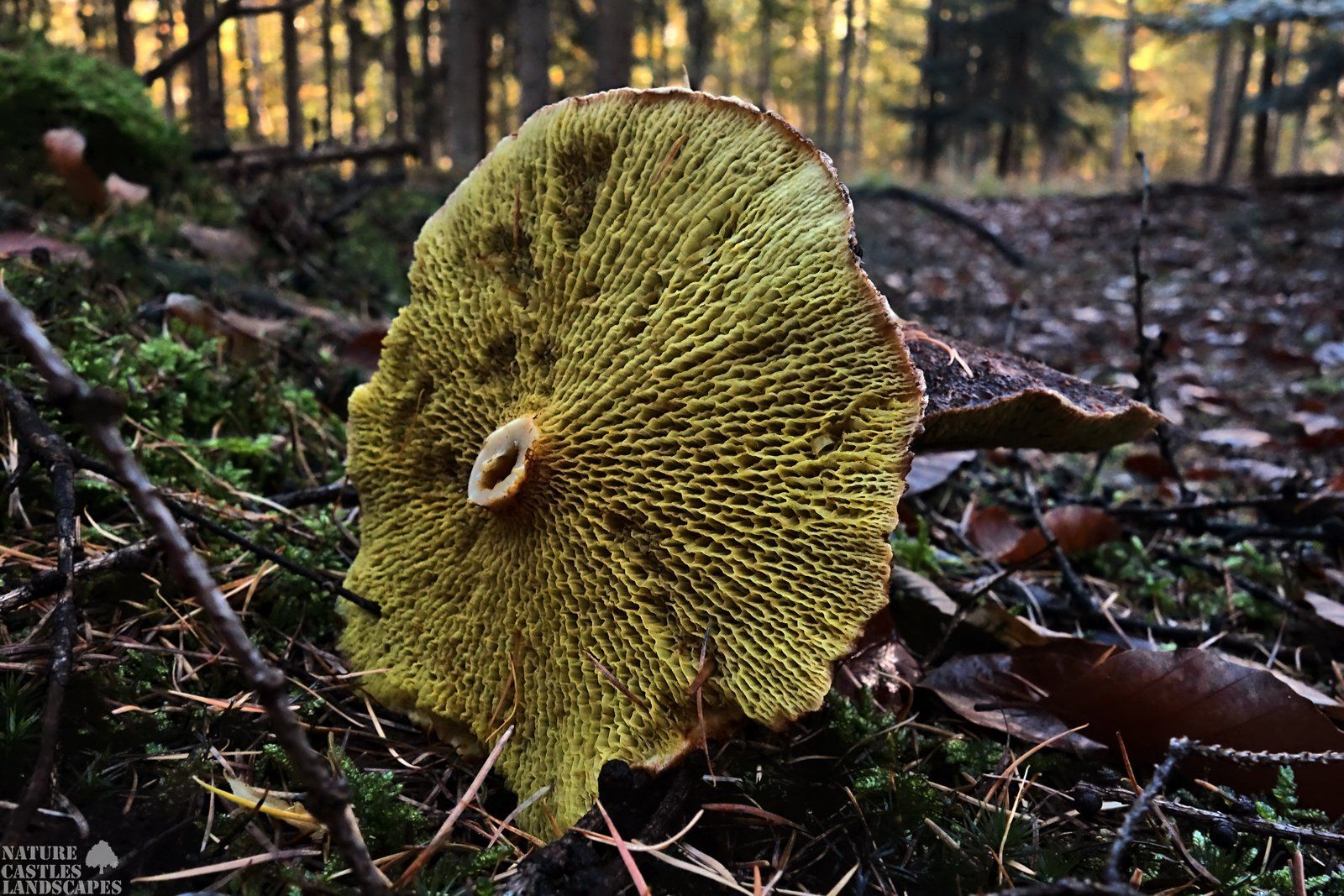 fallen fungus in the forest