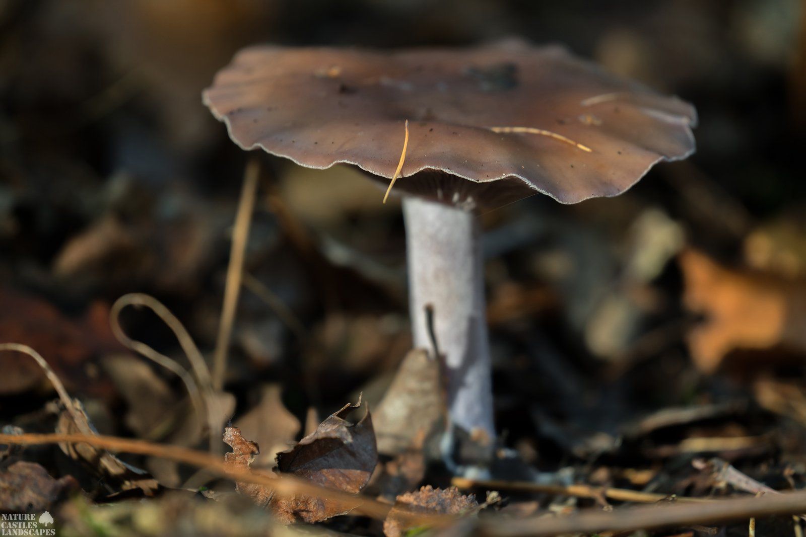 brown fungus in the foiliage
