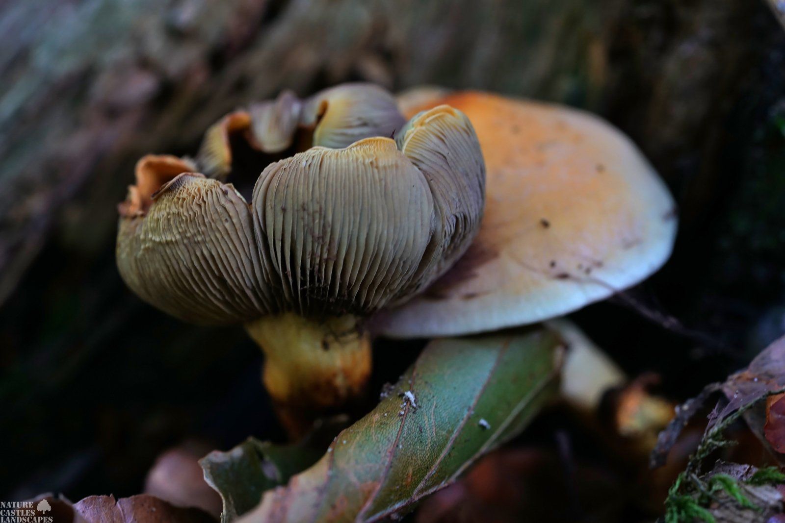 battle of two fungus
