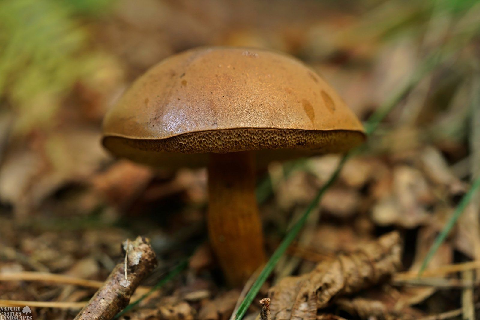 fungus alone in the wood