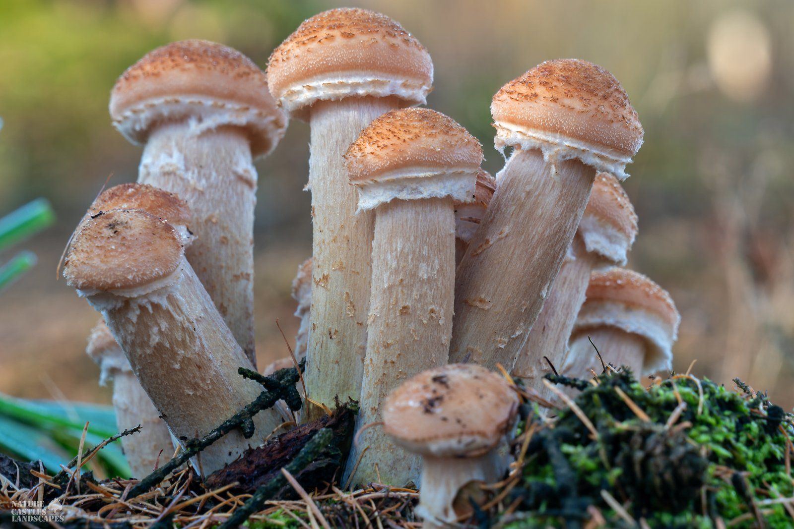 Armillaria in the morning sun