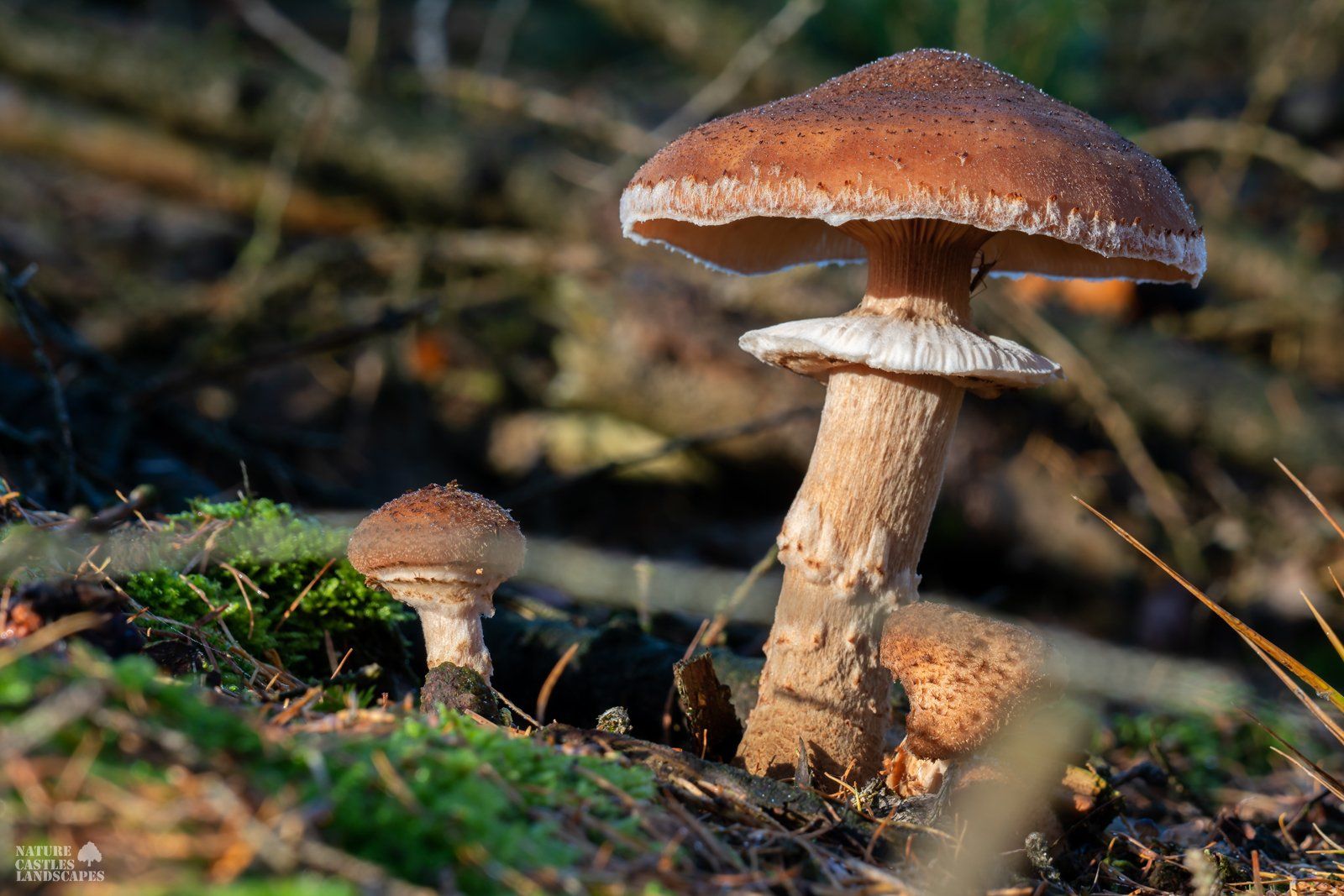 young and old Armillaria