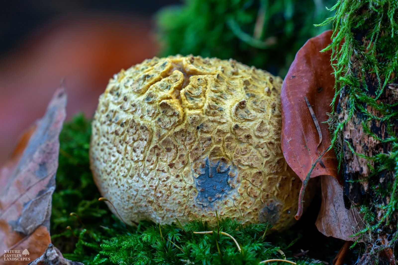 colorful Scleroderma citrinum