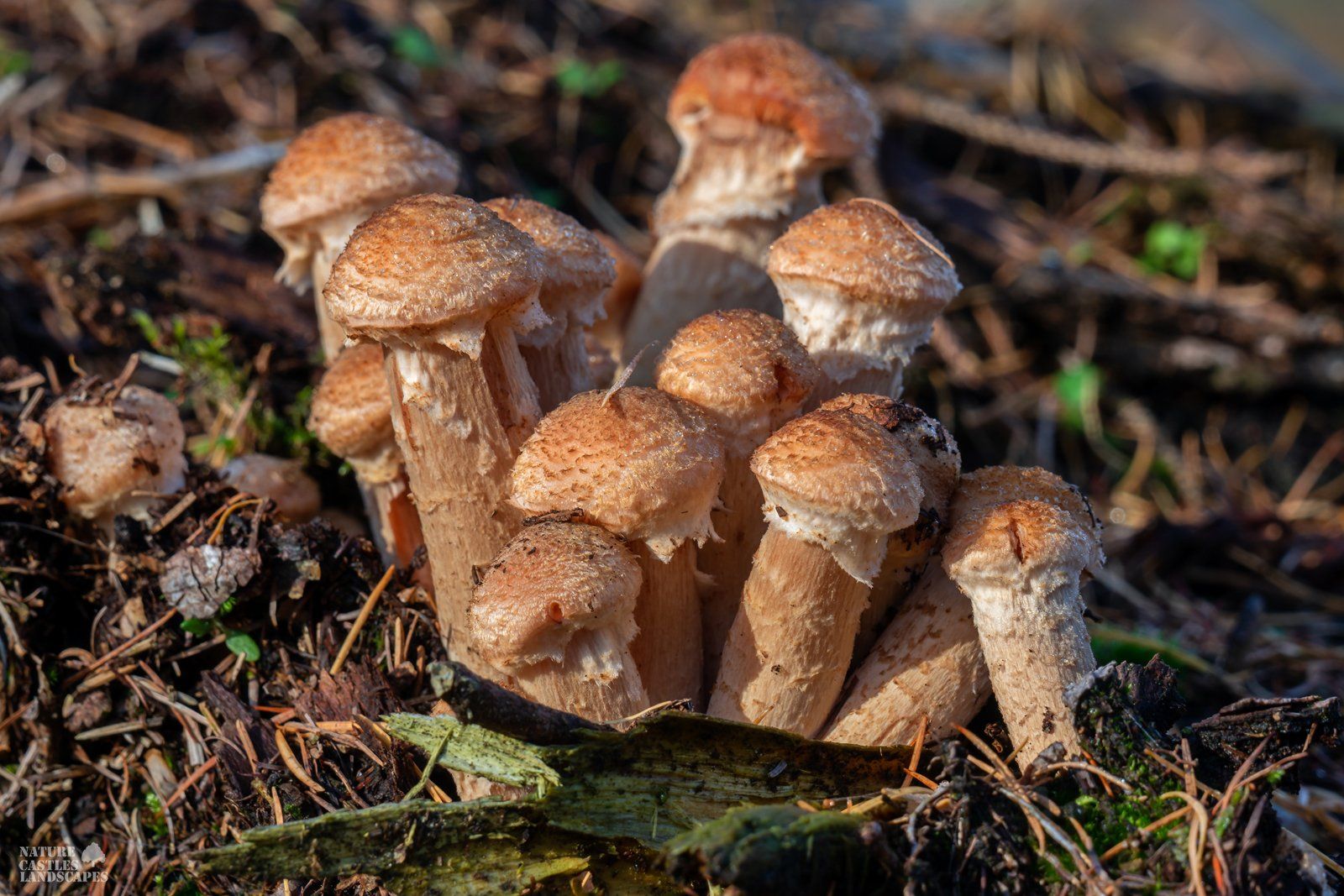 a group of young Armillaria mushrooms