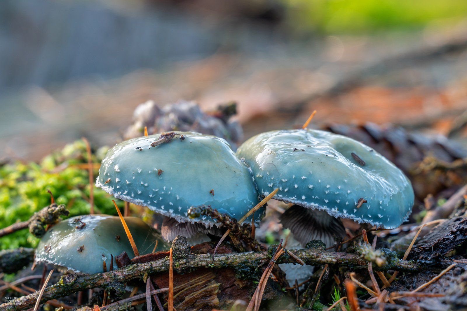 Stropharia aeruginosa on the former forest floor