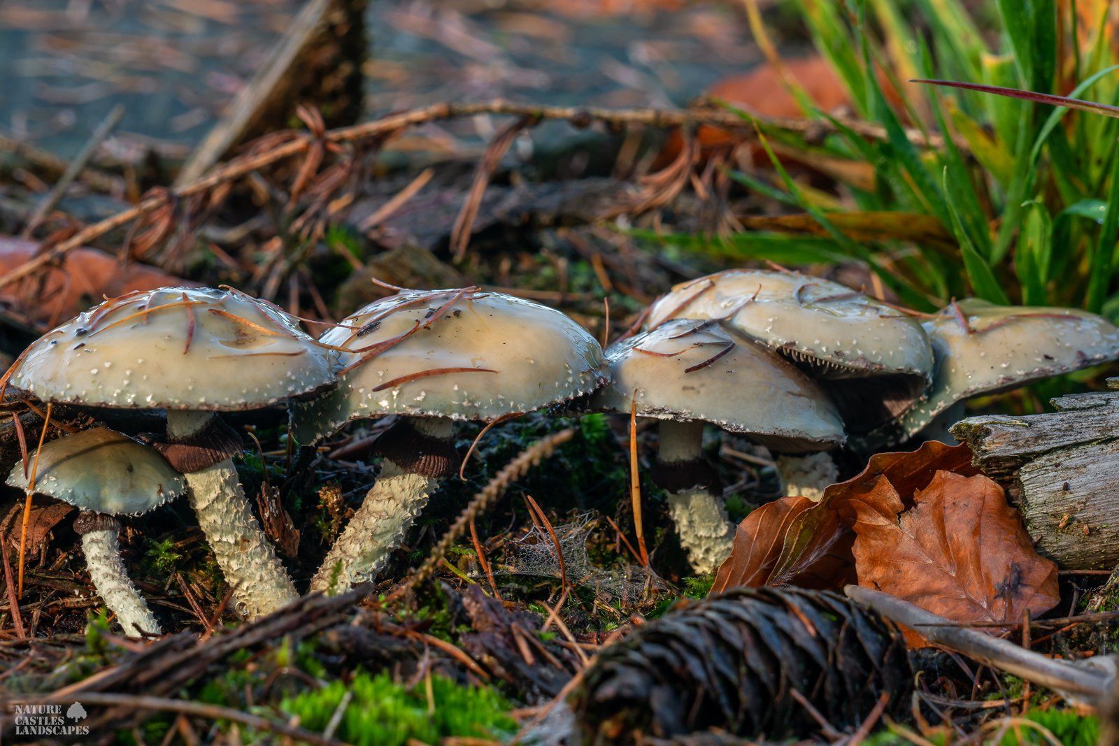 Stropharia aeruginosa