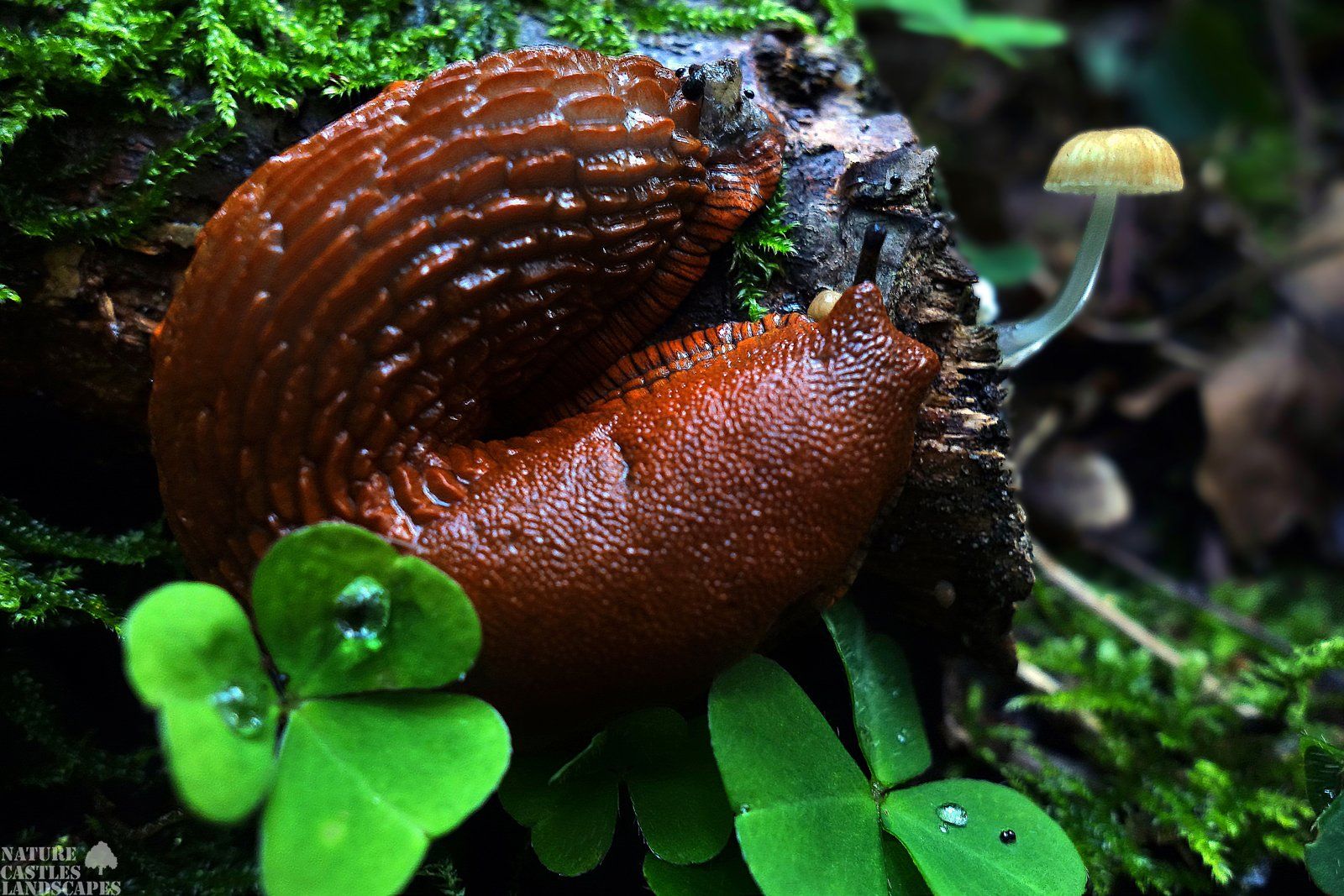 snailand fungus in the wood