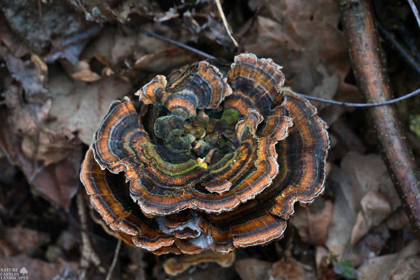 fungus Trametes versicolor