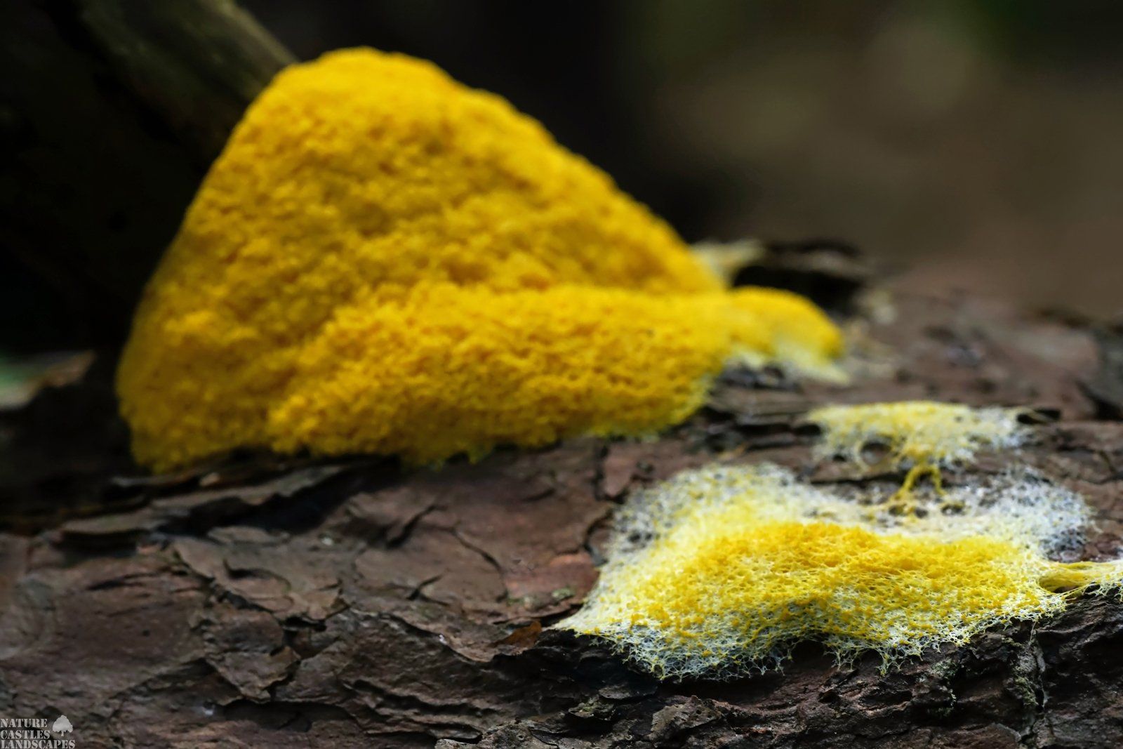 fungus Fuligo septica