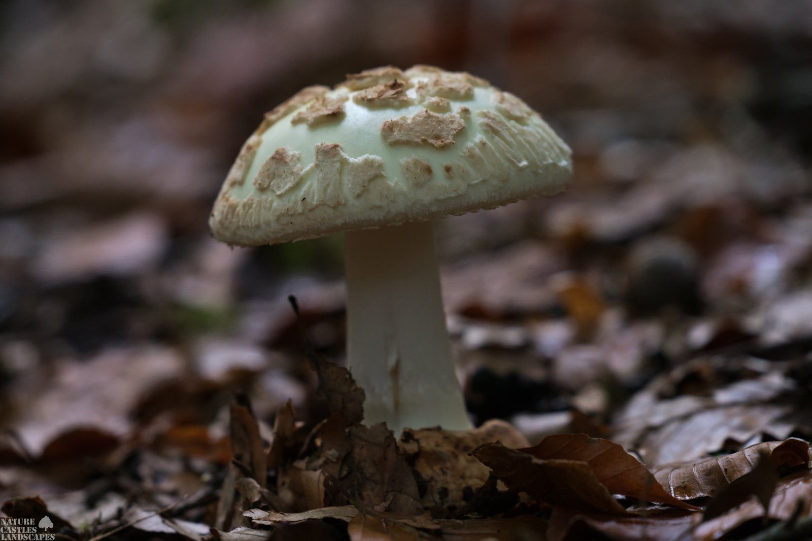 fungus Amanita phalloides