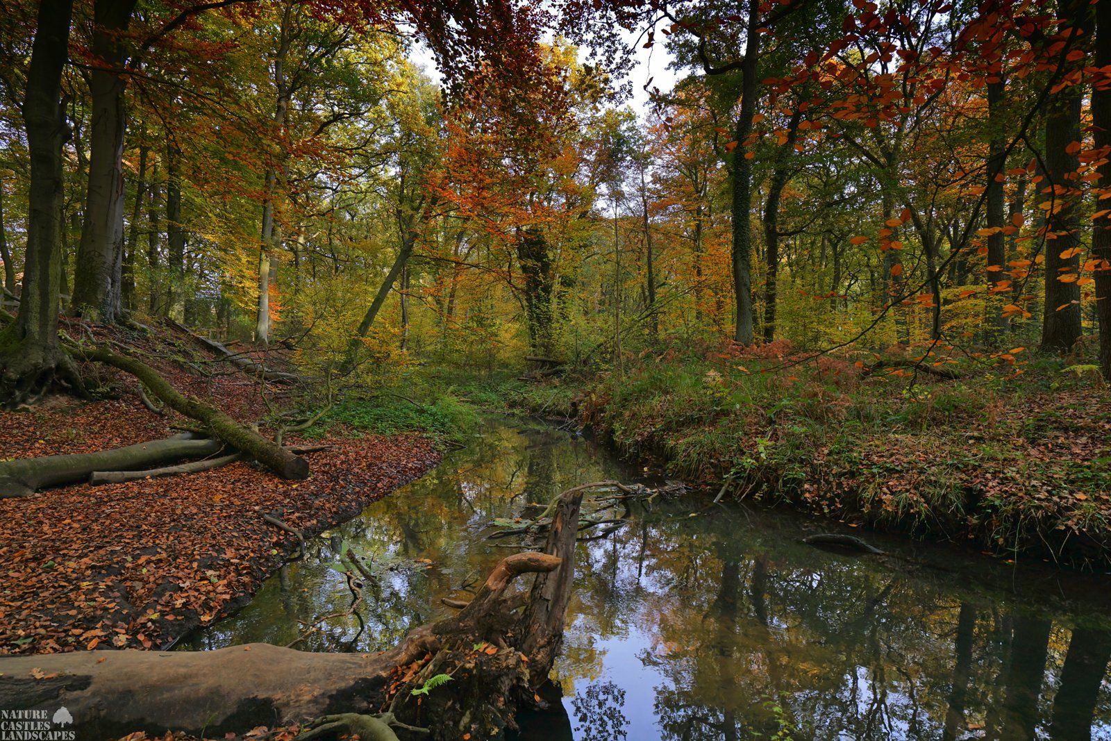 nature reserve die burg at the city fallen trees