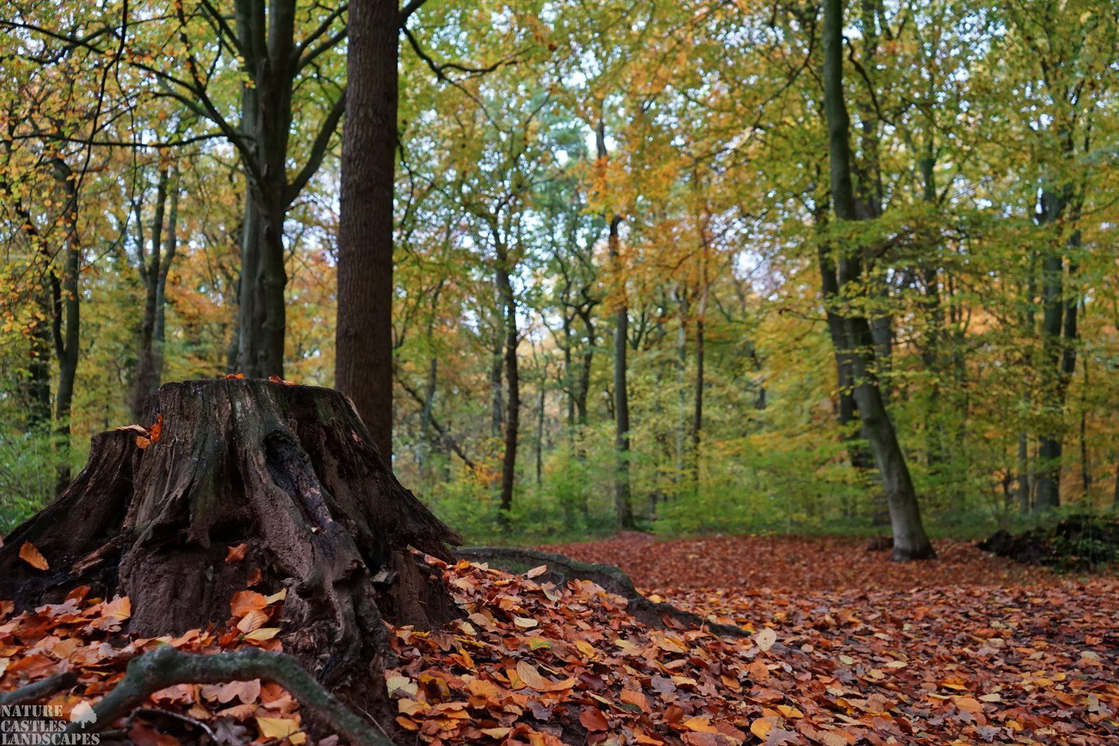 nature reserve die burg at the city tree stump