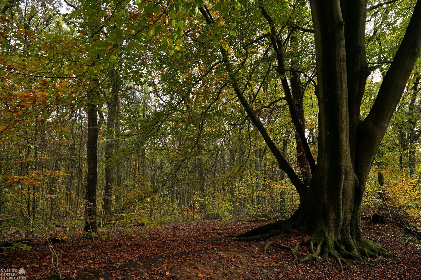 forest die burg at the city of marl old tree