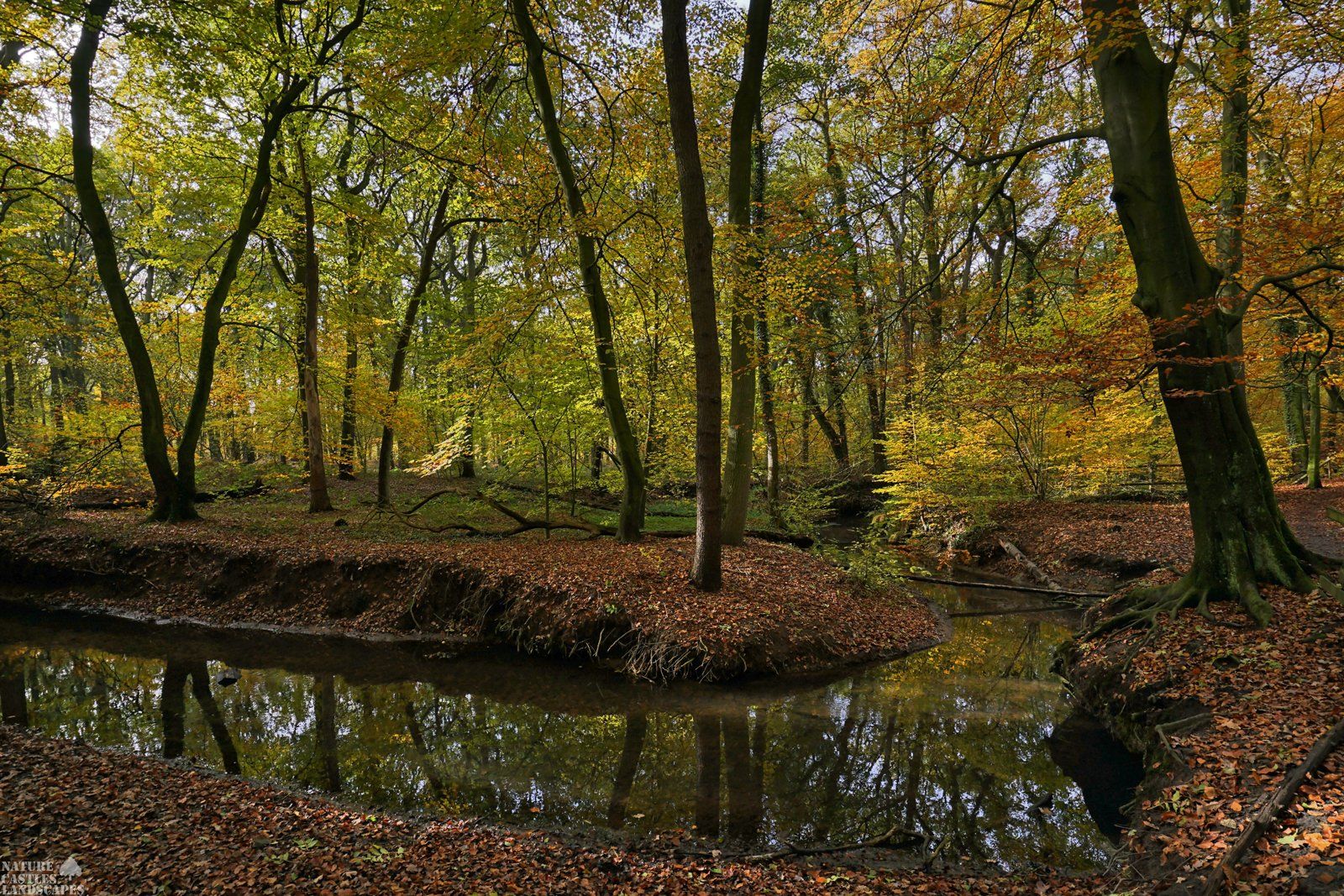 forest die burg at the city of marl autumn time creektree