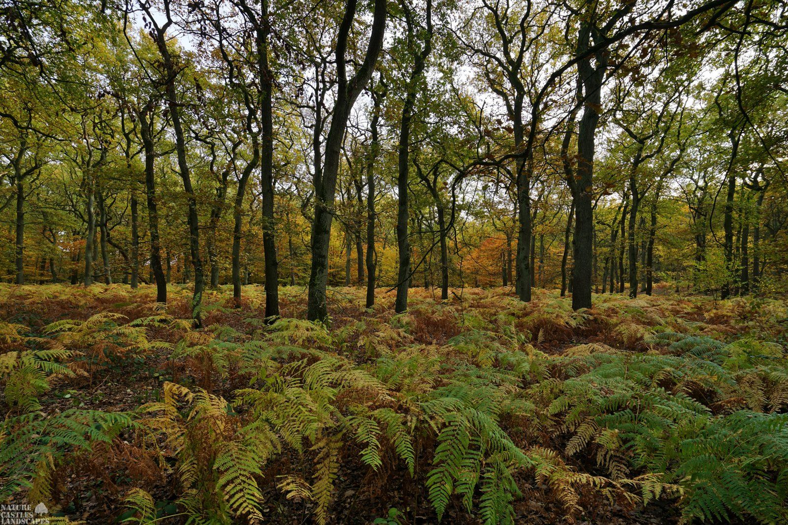 forest die burg at the city of marl fern in the forest