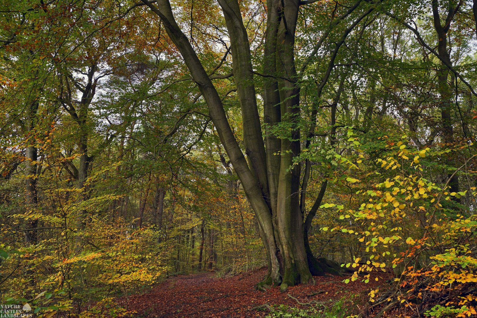 nature reserve die burg at the city of marl very old tree