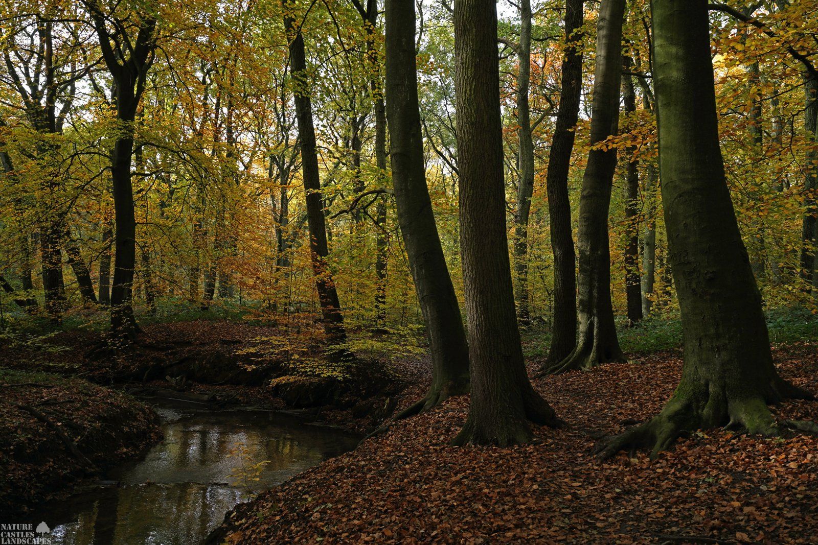 nature reserve die burg at the city of marl autumn