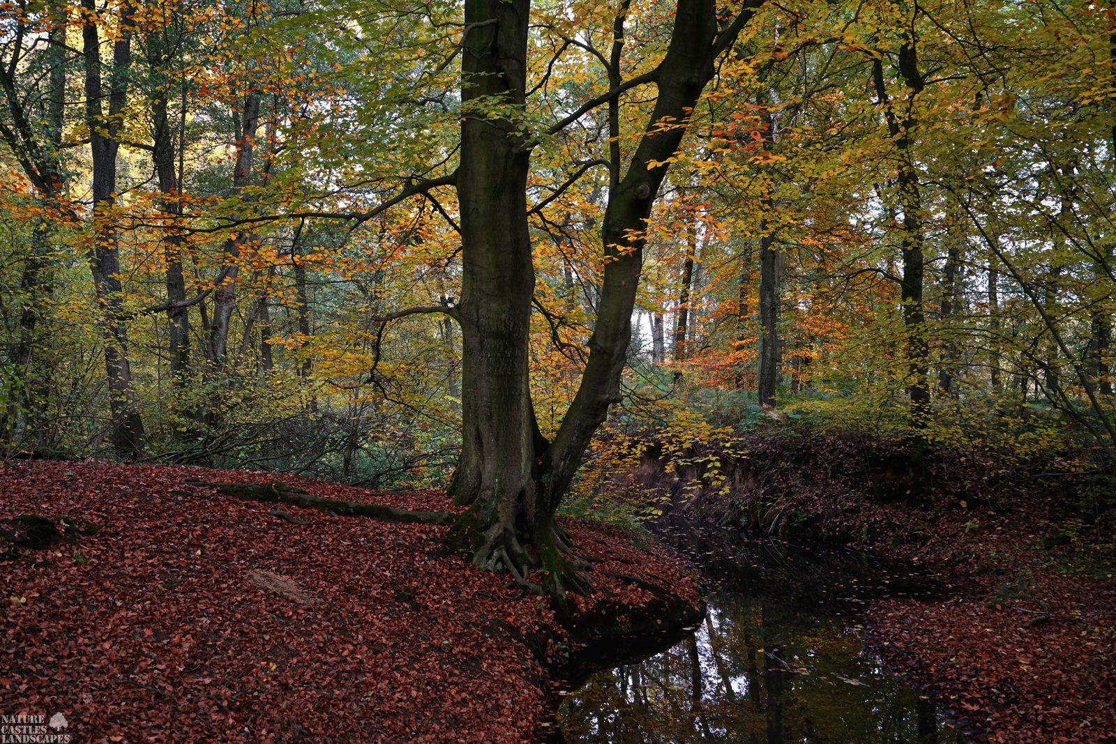 nature reserve die burg at the city colours of autumn