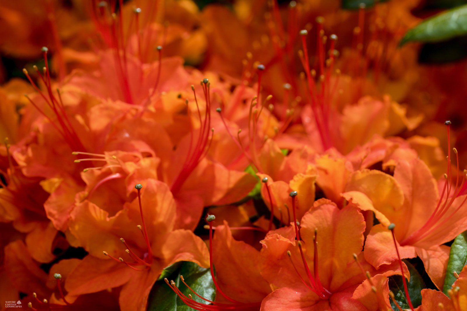 picture of a orange blooming azalea bush