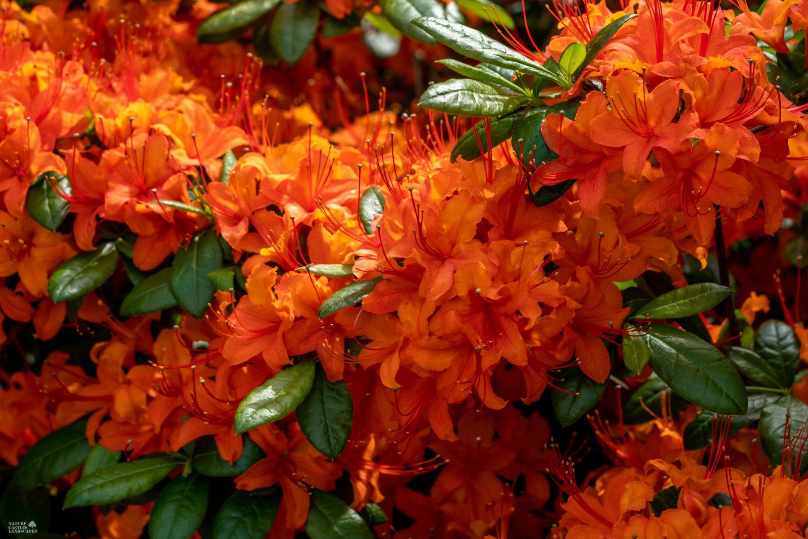 picture of a blooming azalea bush