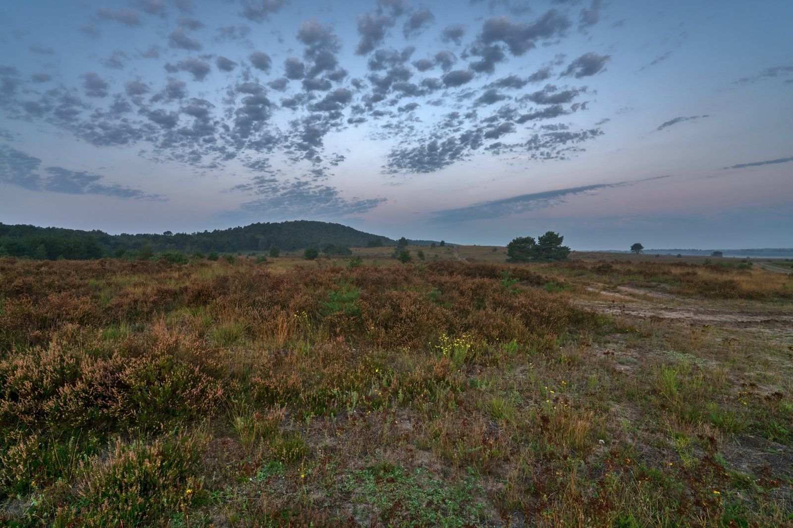 wonderful heathland morning mood at the former military site
