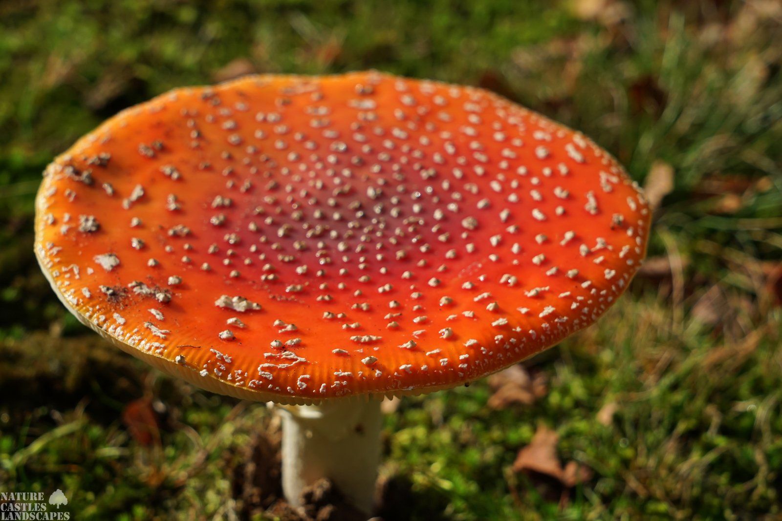 Amanita muscaria Image of a fly agaric from above