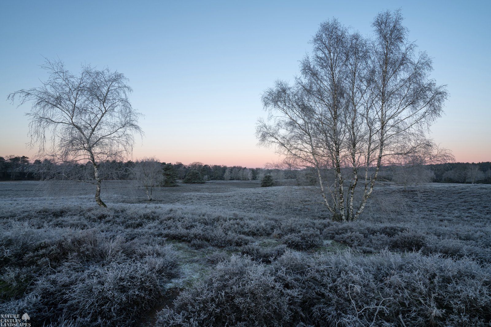 Westruper Heathland Hoar Frost in the Westruper heathland