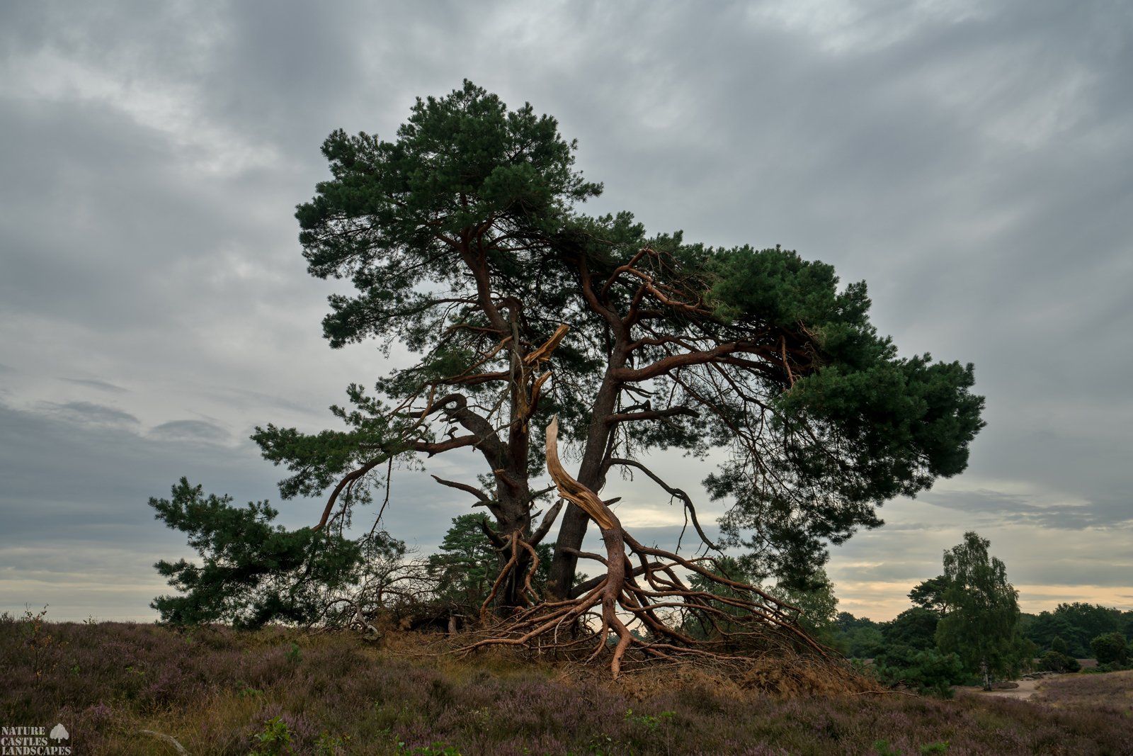 westruper heathland damaged pine