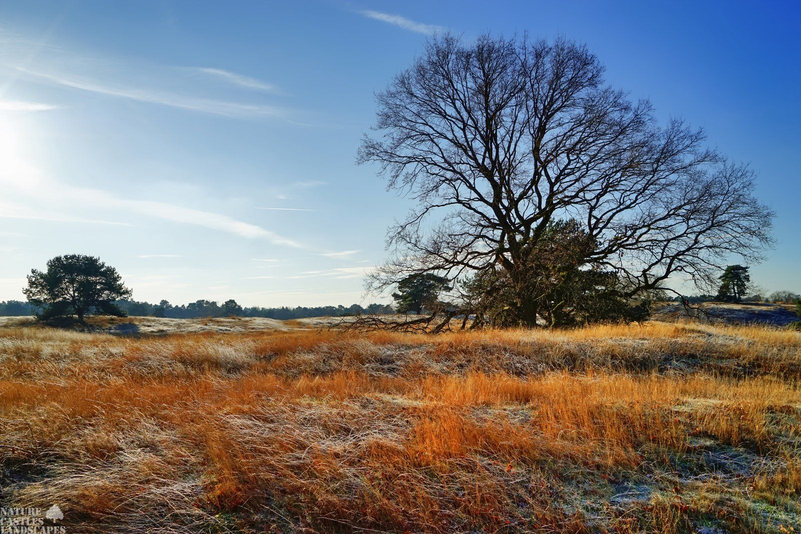 westruper heide alter bemooster baum