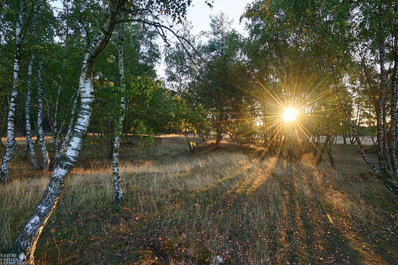 westruper heide morgen sonne birke