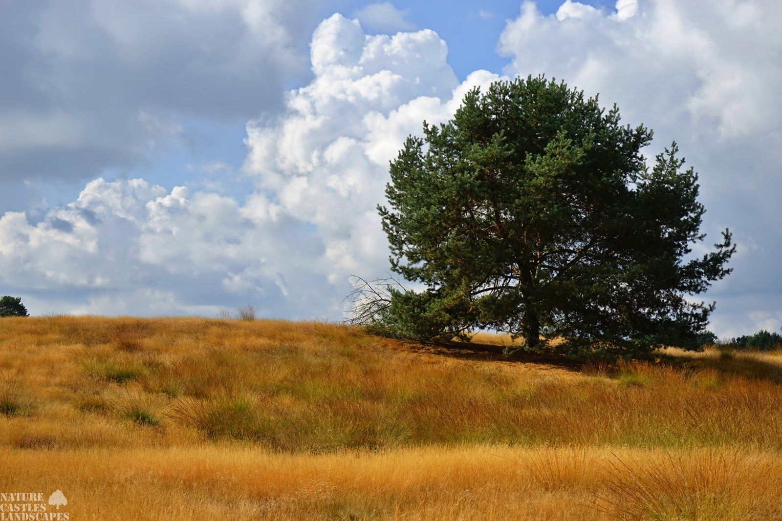 westruper heathland golden view