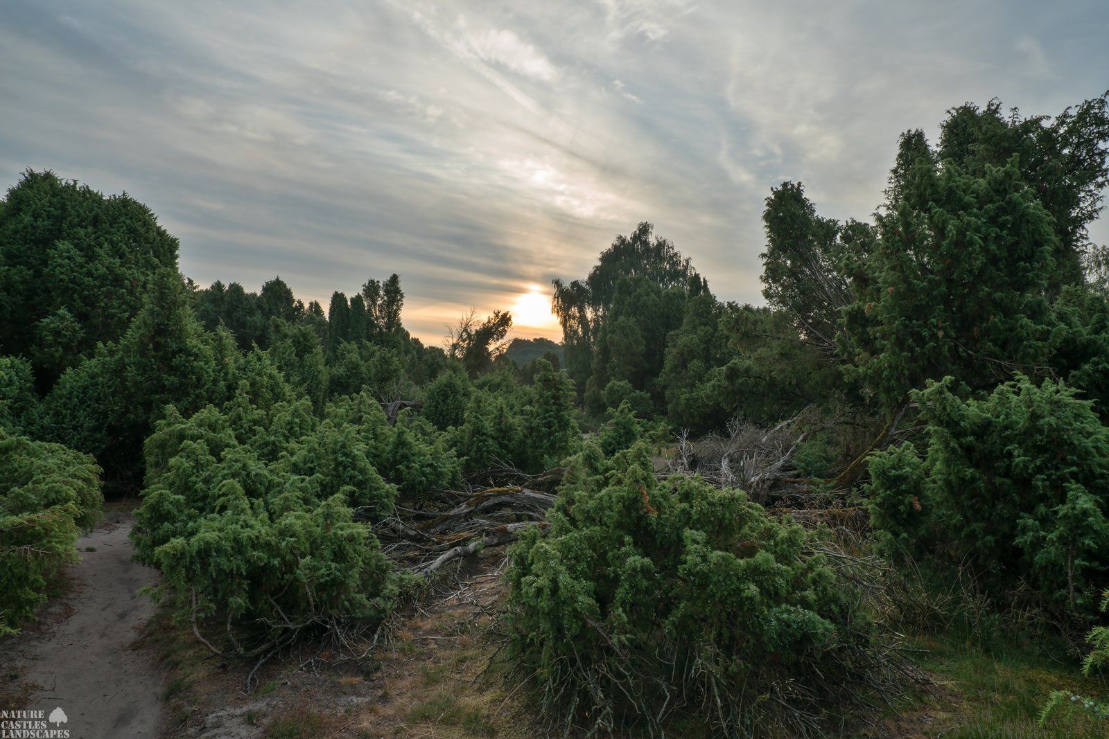 westruper heathland juniper bushes
