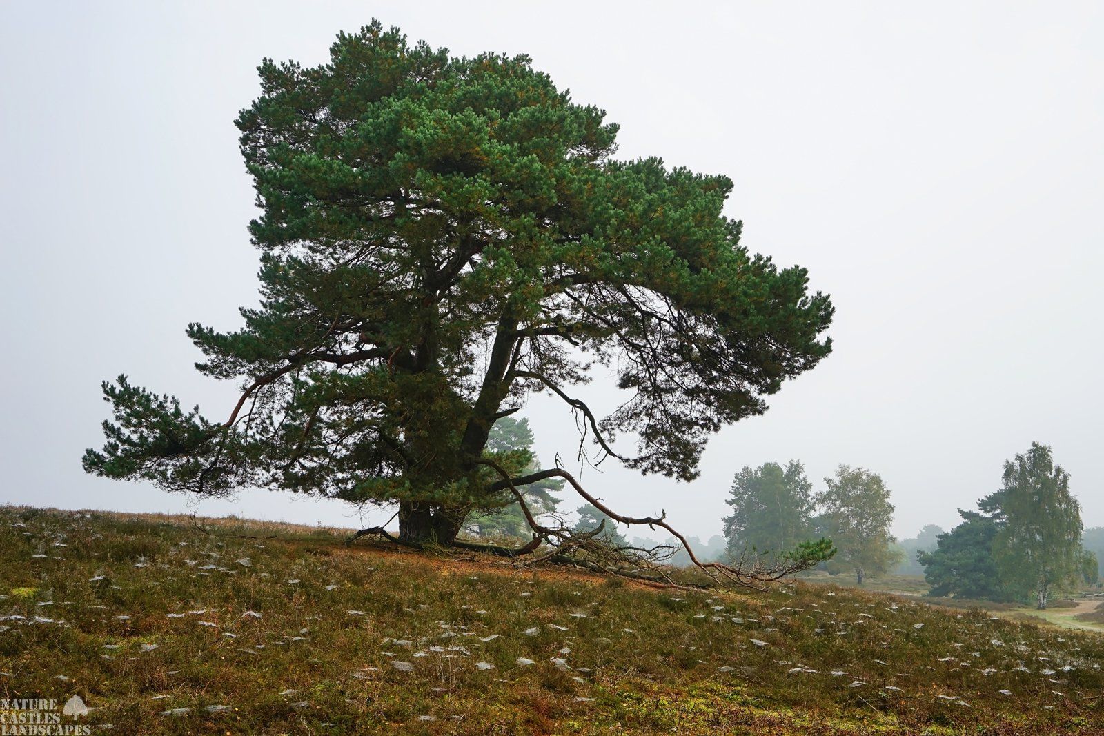 westruper heathland indian summer
