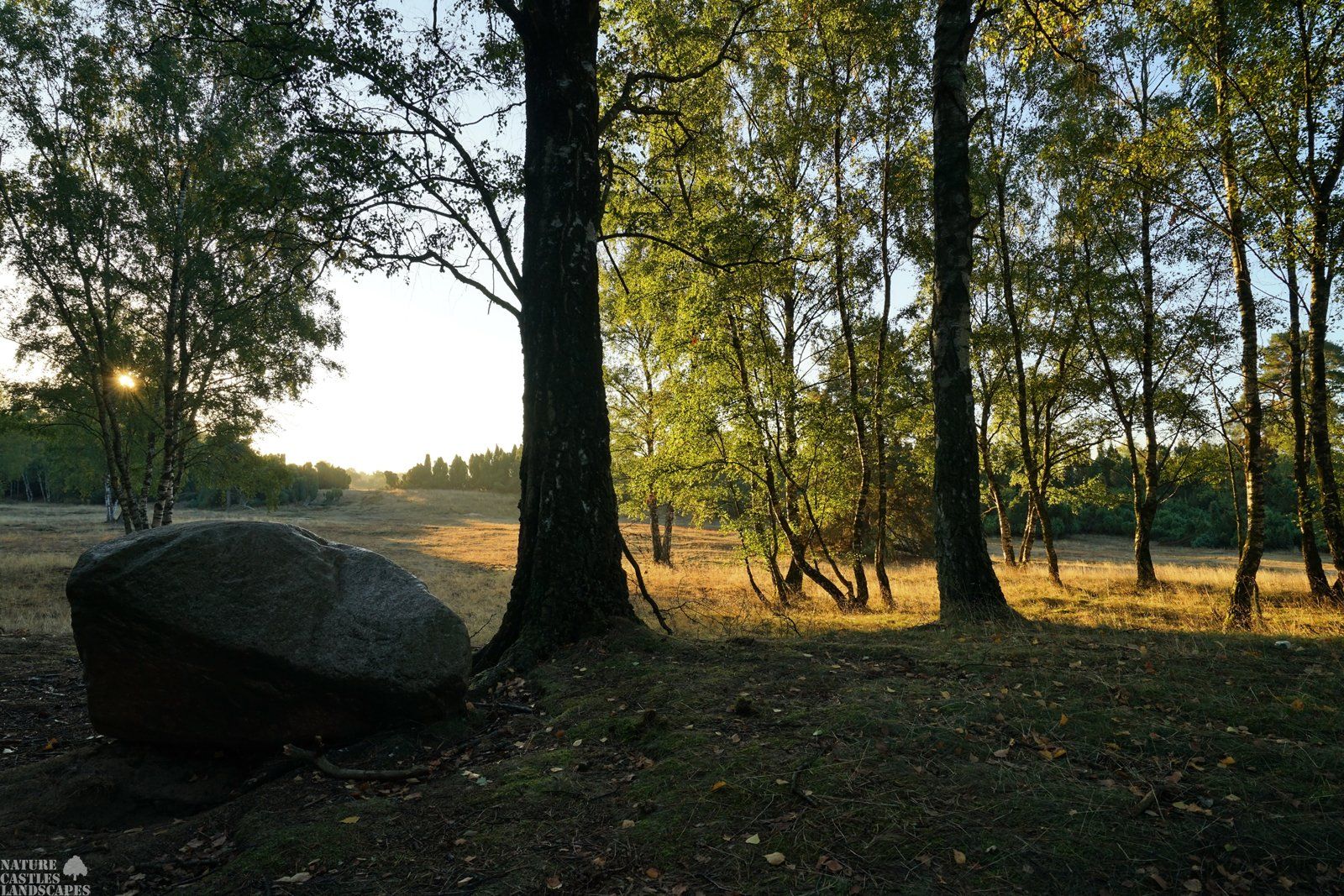 erratic boulder at sunise in the westruper heath