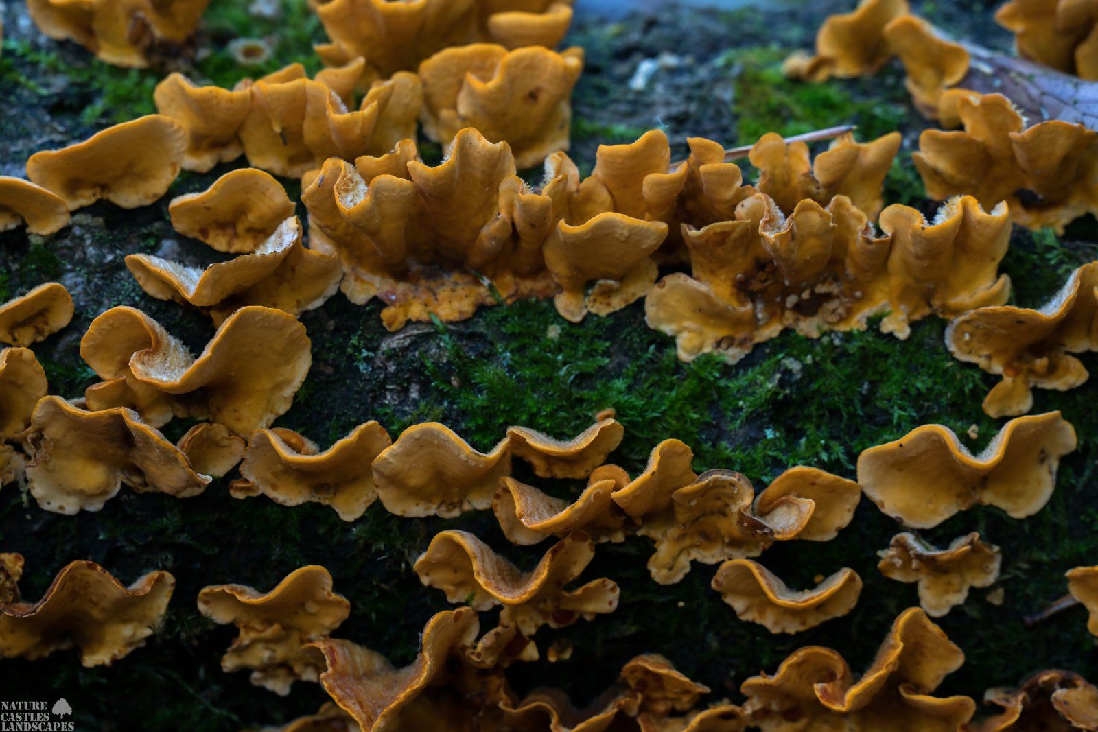 gelbe baumpilze zur winterzeit