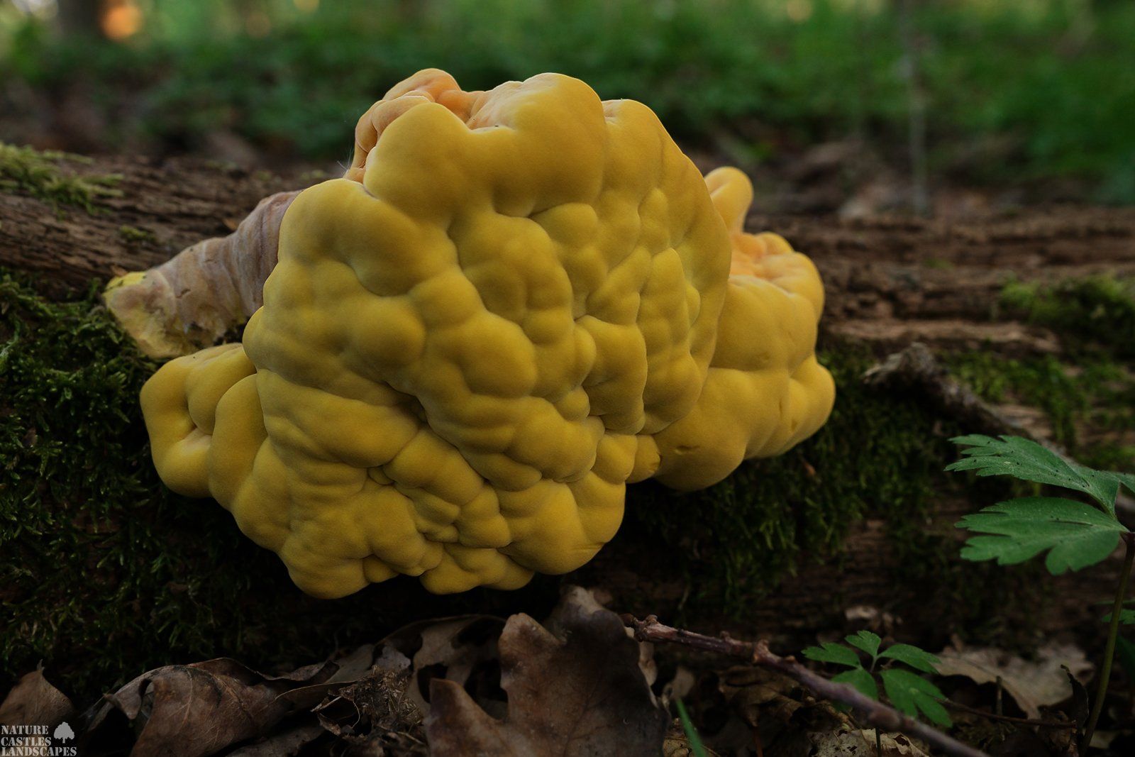 Gemeiner Schwefelporling