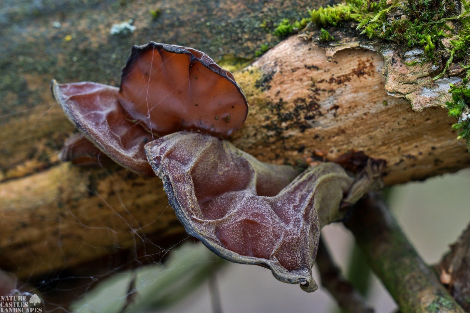 Judasohr auf einem Ast