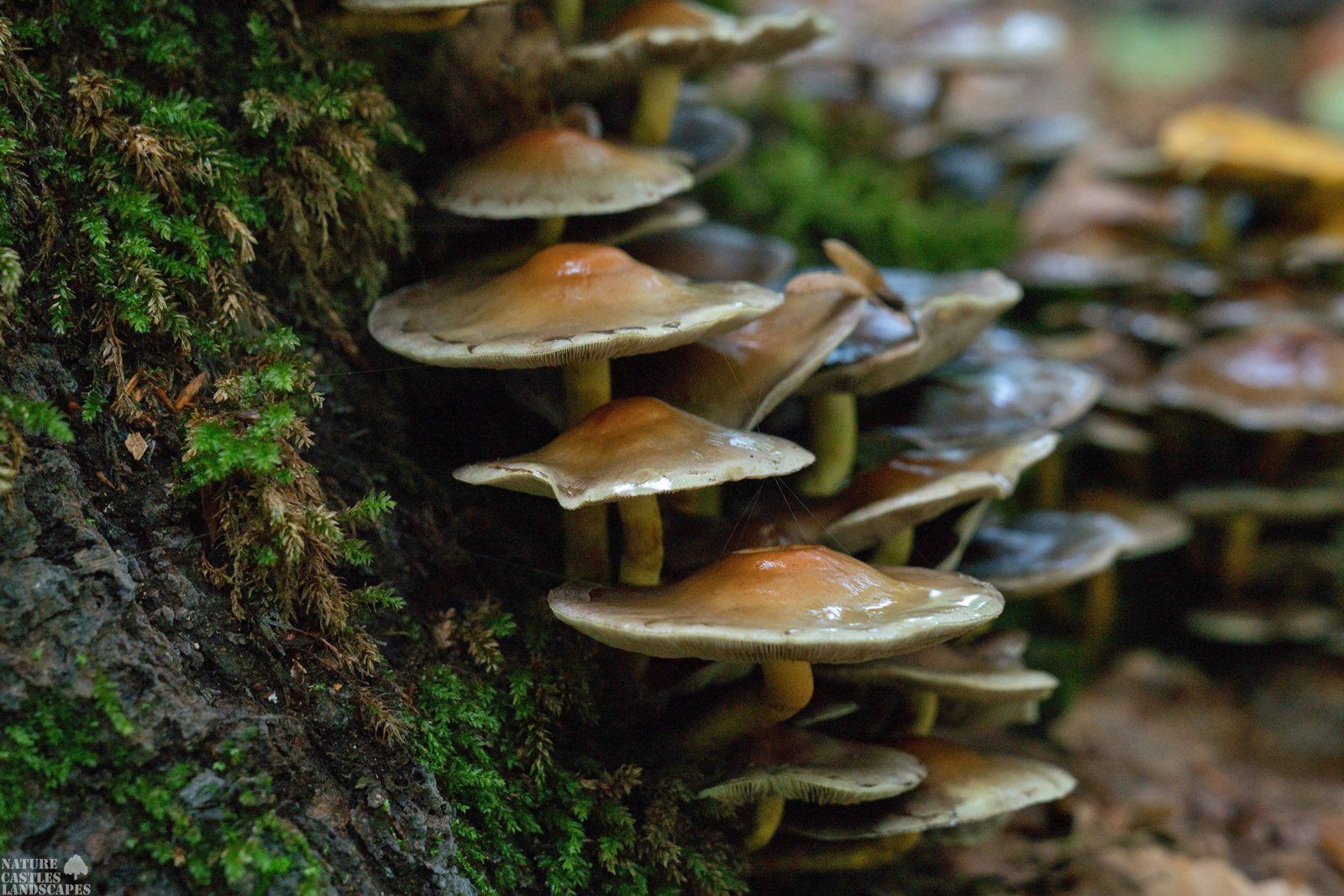 Pilze nach dem Regenschauer