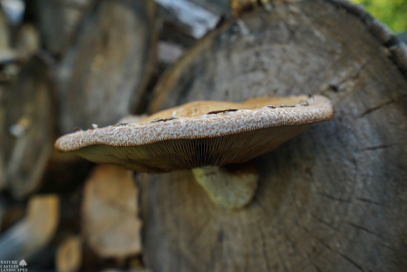 Pilze an einem Holzstabel